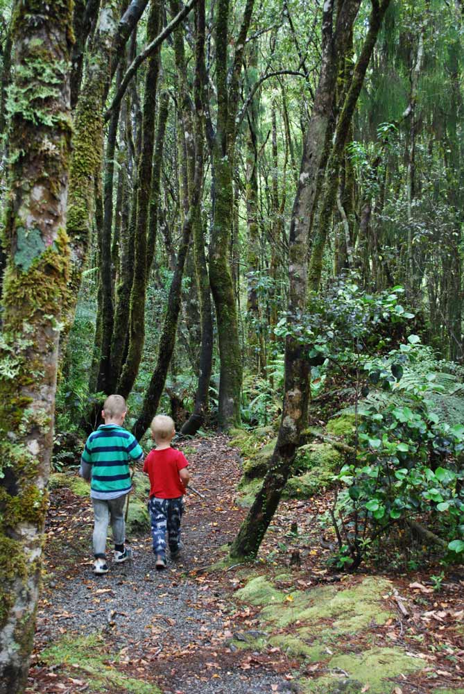 Walking through the forest, short walk, Woods Creek, Greymouth, NZ