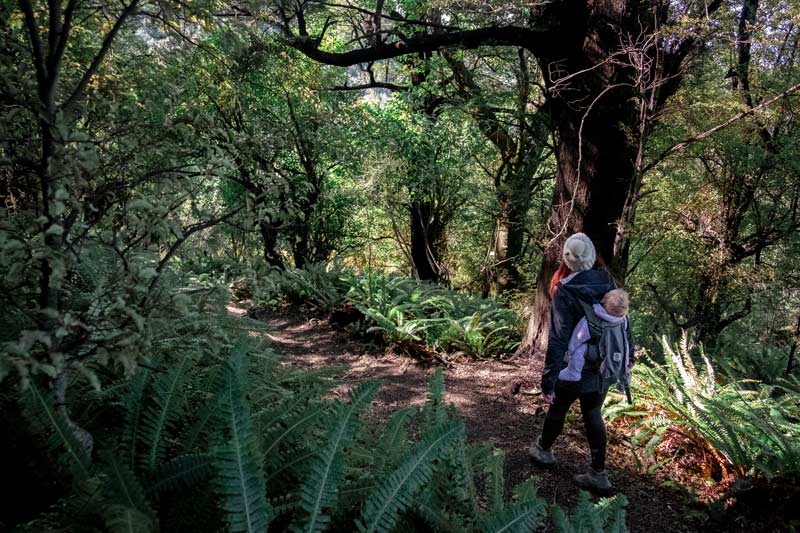 Jen from Backyard Travel Family gazes at the native flora and fauna in the Awa Awa Rata Reserve, an hour from Christchurch, New Zealand