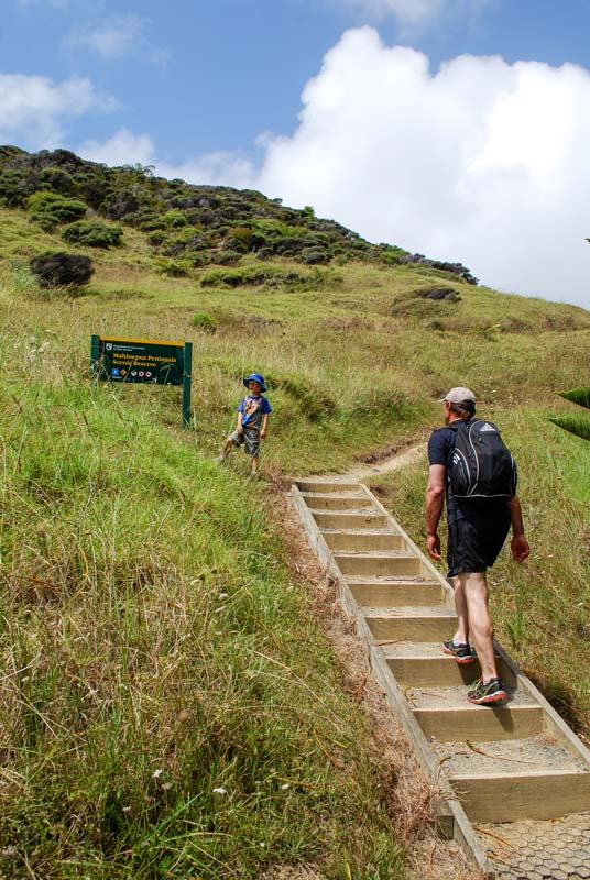 Walking up the stairs at the start of the Mahinepua Peninsula Track