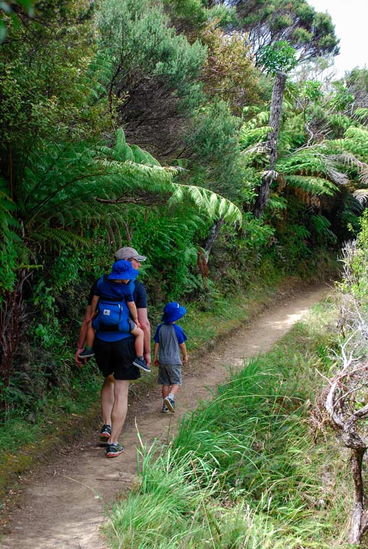 Walking on the bush track on the Mahinepua Peninsula walk