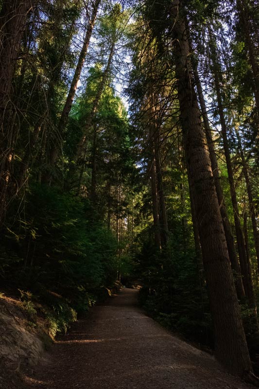 Sun streaming through the forest trees on the Conical Hill Track in Hanmer Springs