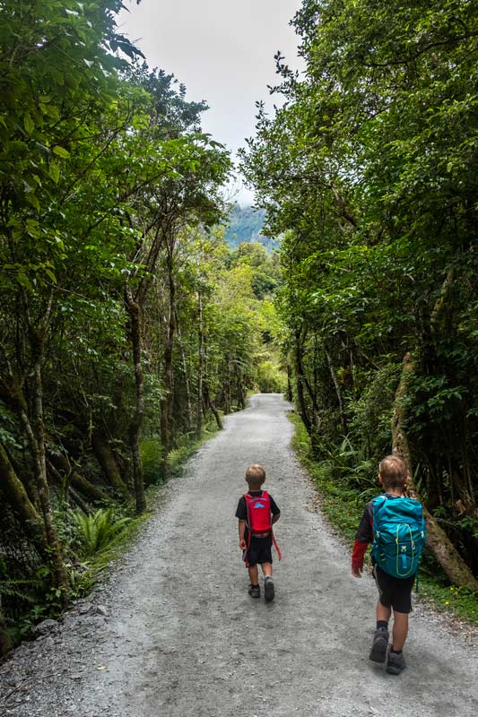 Bush track at the start of the Franz Josef Glacier Valley Walk, New Zealand