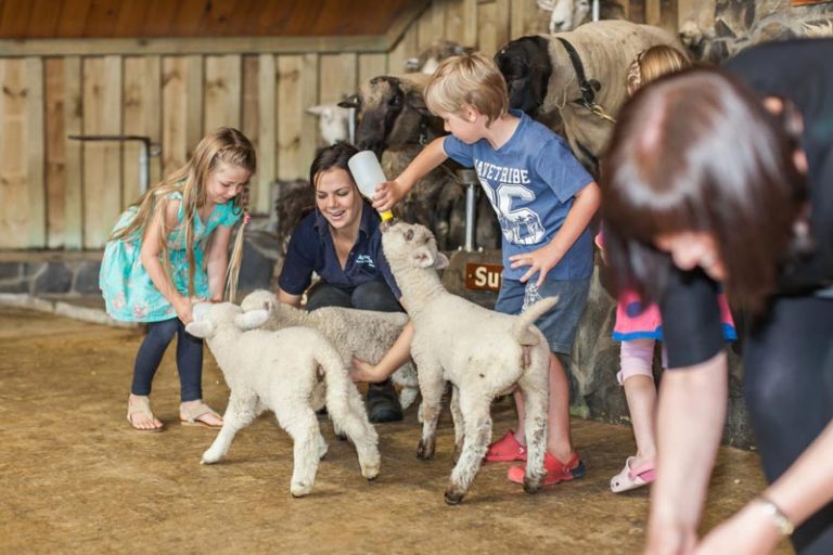 Children bottle feed lambs at the Sheep Show at Agrodome, Rotorua