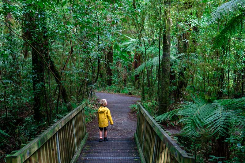 Luscious green forest on the Tawa Walk Pelorus Bridge Scenic Reserve, Marlborough Sounds NZ