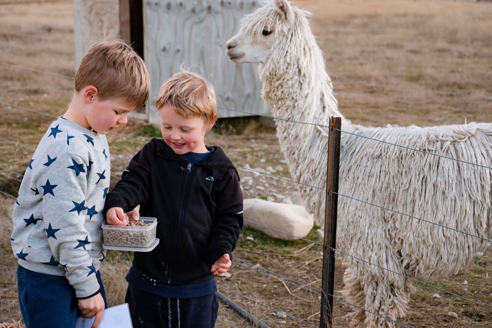 Kipton and Nathan grab alpaca food from a container before they feed the resident alpacas at Highlands Farmstay Twizel