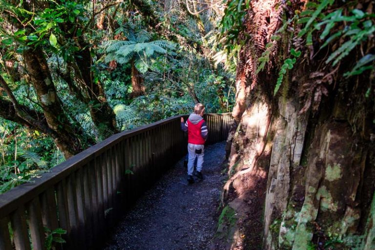 Nathan walks on the bush track down to Purakaunui Falls Catlins NZ