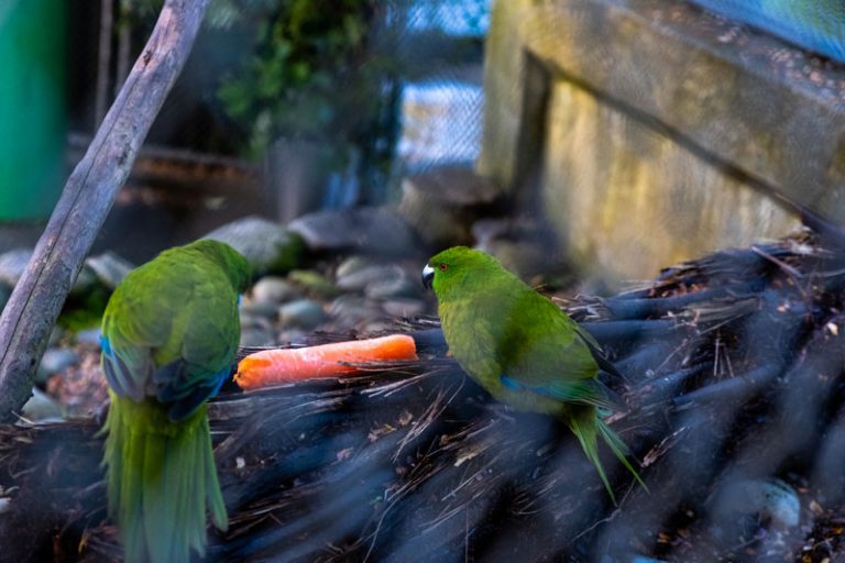 Two Kakariki (Antipodes Island Parakeets) eat a carrot at the Te Anau Bird Sanctuary