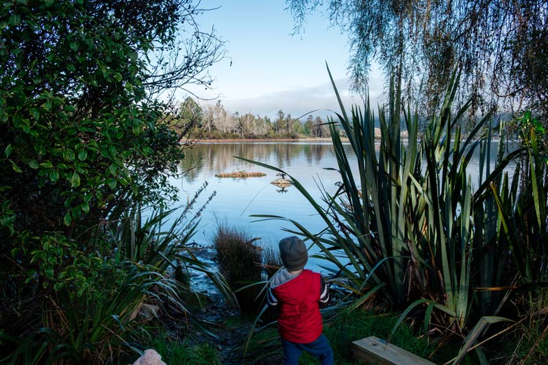 Kipton from Backyard Travel Family spots a bird through a gap in the bush, overlooking Lake Te Anau