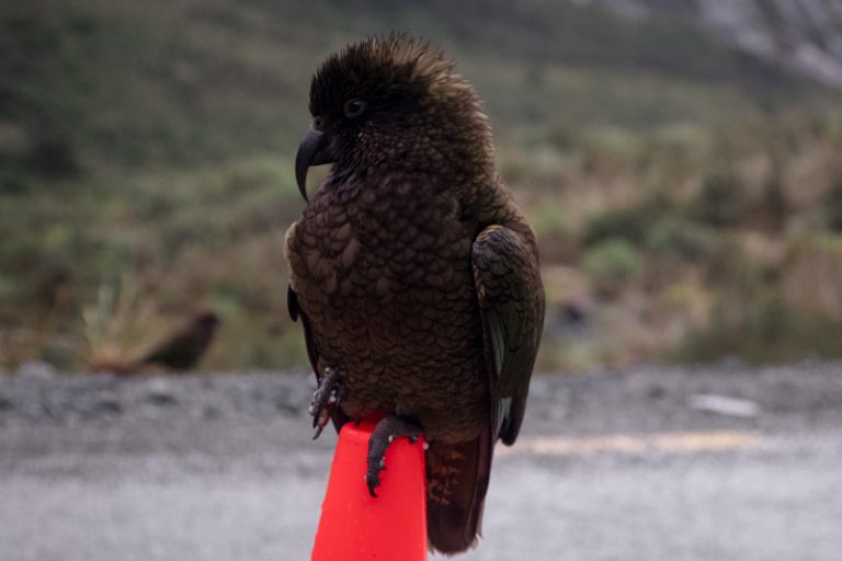 Kea sits atop a road cone on the Milford Sound Road: One of the best things to see in Te Anau