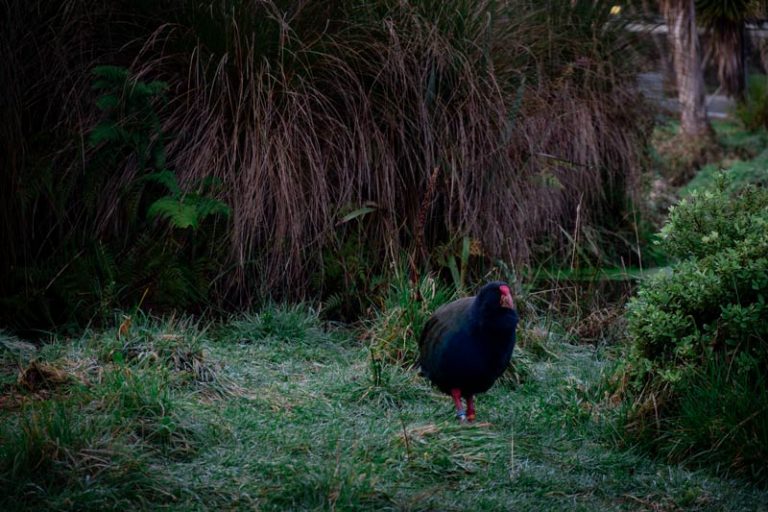 Takahe at the Te Anau Bird Sanctuary: One of the best free things to do in Te Anau with kids