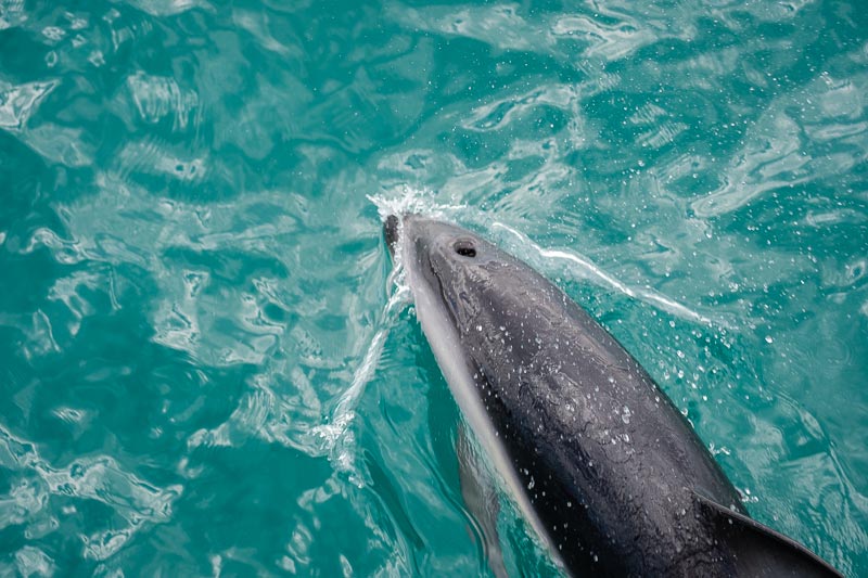 One of the best things to do in Canterbury is to swim with dolphins in Kaikoura