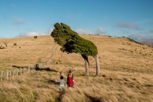 Children run out in the open paddock, trees bent over from the wind, heading towards Rod Donald Hut Canterbury