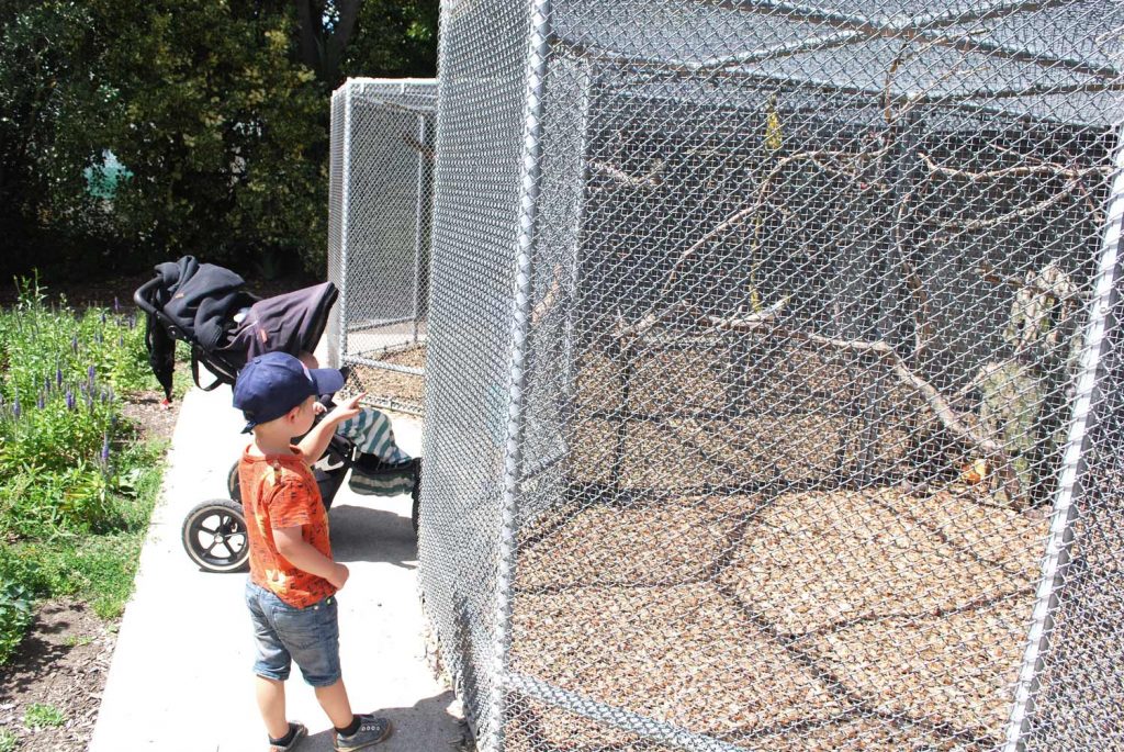 Free bird and peacock viewing at the local aviary at Ashburton Domain, free family fun // Backyard Travel Family